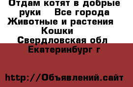 Отдам котят в добрые руки. - Все города Животные и растения » Кошки   . Свердловская обл.,Екатеринбург г.
